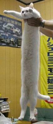 chof_weskot            awla..........